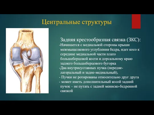 Центральные структуры Задняя крестообразная связка (ЗКС): Начинается с медиальной стороны крыши межмыщелкового