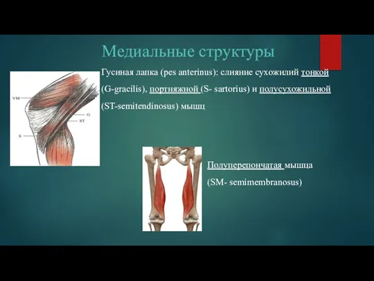 Медиальные структуры Гусиная лапка (pes anterinus): слияние сухожилий тонкой (G-gracilis), портняжной (S-