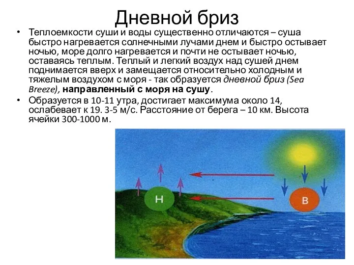 Дневной бриз Теплоемкости суши и воды существенно отличаются – суша быстро нагревается