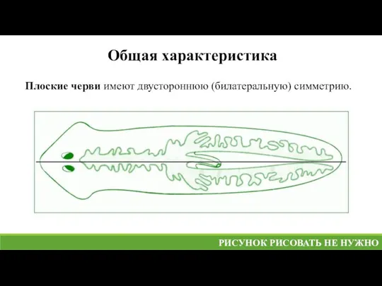 Общая характеристика Плоские черви имеют двустороннюю (билатеральную) симметрию. РИСУНОК РИСОВАТЬ НЕ НУЖНО