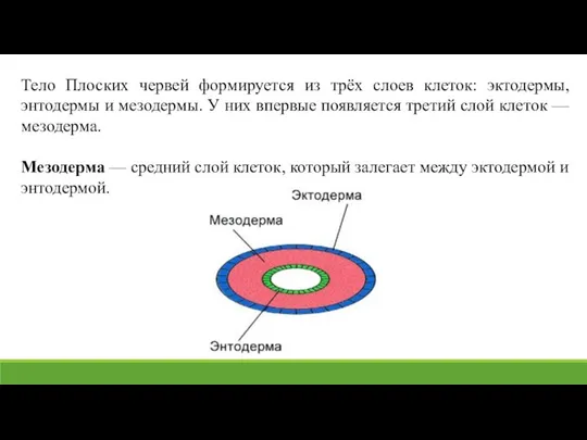 Тело Плоских червей формируется из трёх слоев клеток: эктодермы, энтодермы и мезодермы.