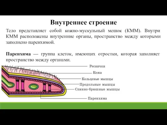 Тело представляет собой кожно-мускульный мешок (КММ). Внутри КММ расположены внутренние органы, пространство