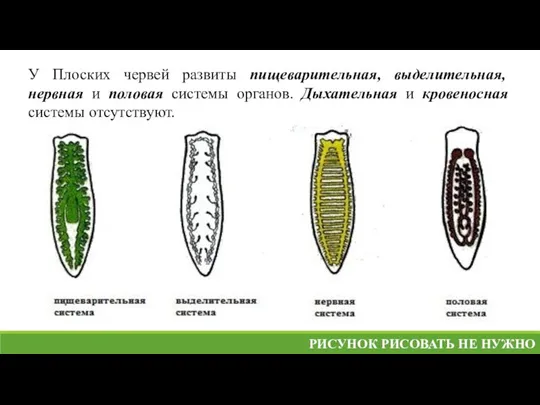 У Плоских червей развиты пищеварительная, выделительная, нервная и половая системы органов. Дыхательная