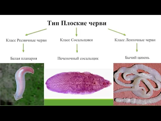 Тип Плоские черви Класс Ресничные черви Класс Сосальщики Класс Ленточные черви Белая