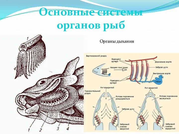 Основные системы органов рыб Органы дыхания