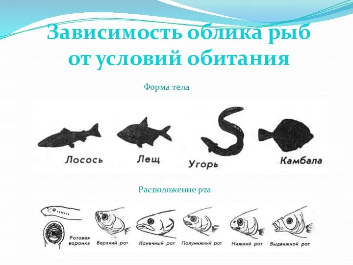 Зависимость облика рыб от условий обитания Форма тела Расположение рта