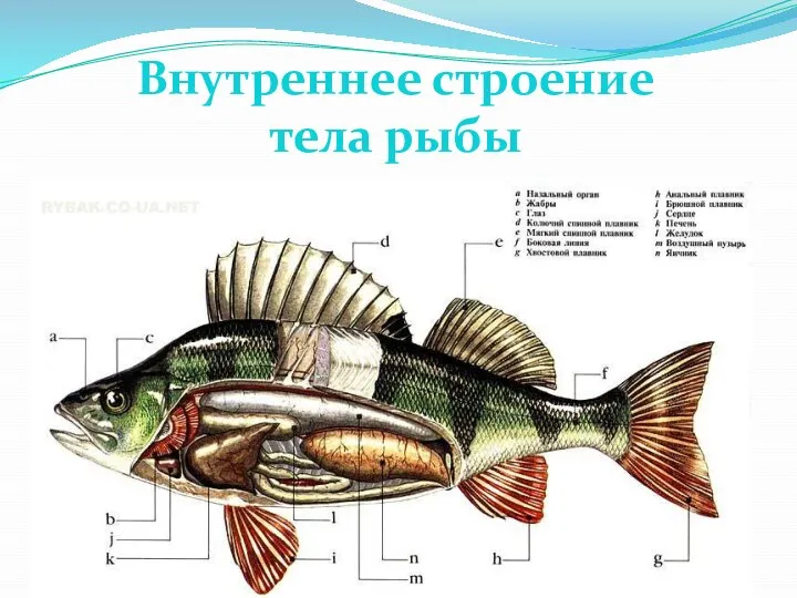 Внутреннее строение тела рыбы
