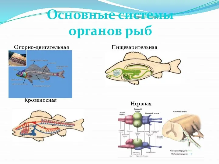 Основные системы органов рыб Опорно-двигательная Пищеварительная Кровеносная Нервная