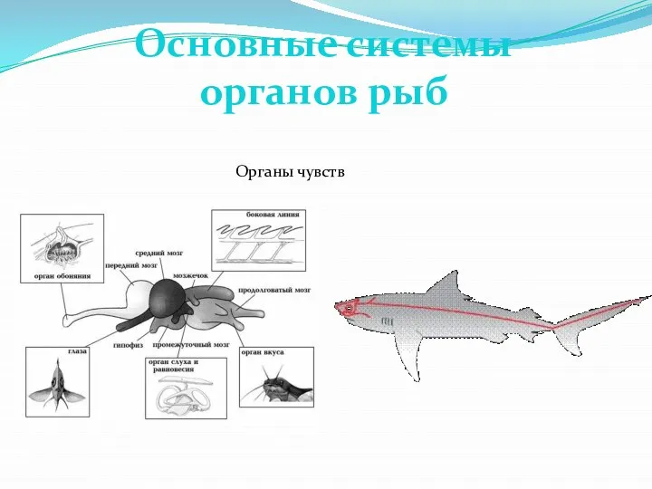 Основные системы органов рыб Органы чувств