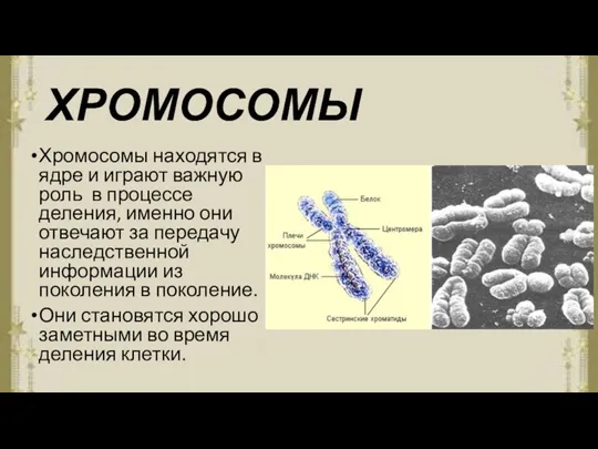 ХРОМОСОМЫ Хромосомы находятся в ядре и играют важную роль в процессе деления,