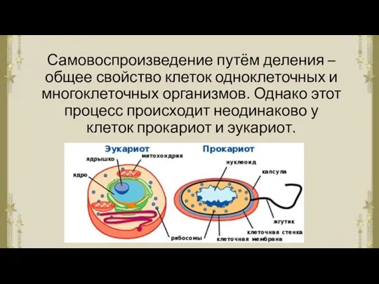 Самовоспроизведение путём деления – общее свойство клеток одноклеточных и многоклеточных организмов. Однако