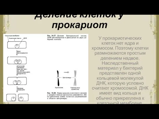 Деление клеток у прокариот У прокариотических клеток нет ядра и хромосом. Поэтому