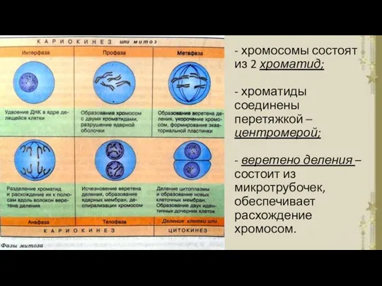 - хромосомы состоят из 2 хроматид; - хроматиды соединены перетяжкой – центромерой;