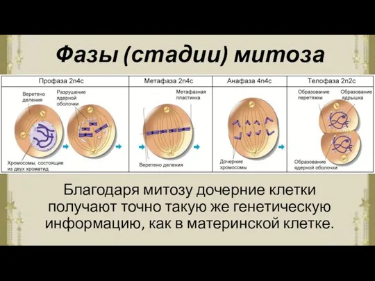 Фазы (стадии) митоза Благодаря митозу дочерние клетки получают точно такую же генетическую