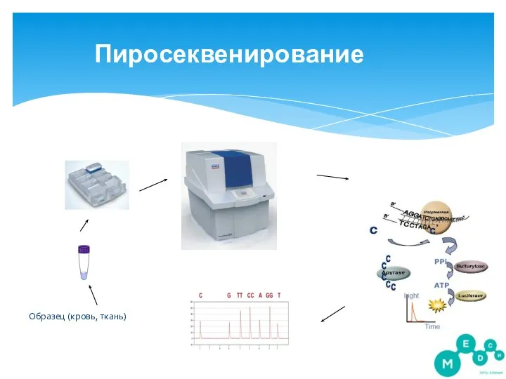 Пиросеквенирование Образец (кровь, ткань)