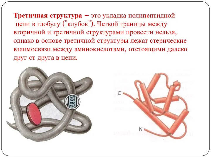 Третичная структура – это укладка полипептидной цепи в глобулу ("клубок"). Четкой границы