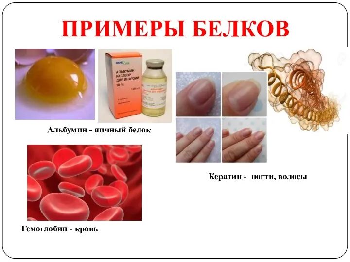 Альбумин - яичный белок Кератин - ногти, волосы Гемоглобин - кровь ПРИМЕРЫ БЕЛКОВ