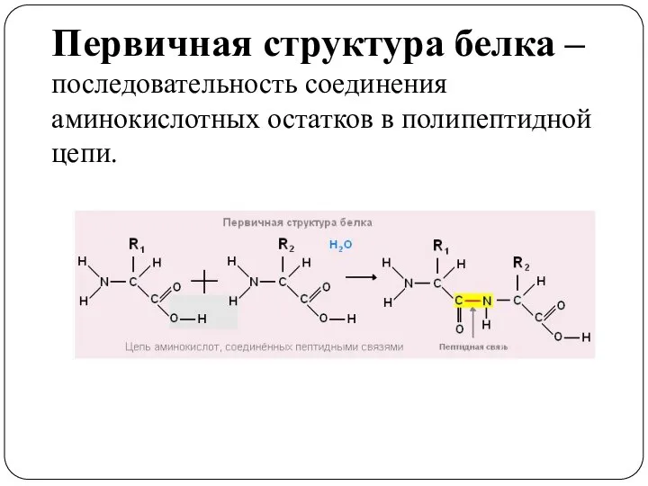 Первичная структура белка –последовательность соединения аминокислотных остатков в полипептидной цепи.