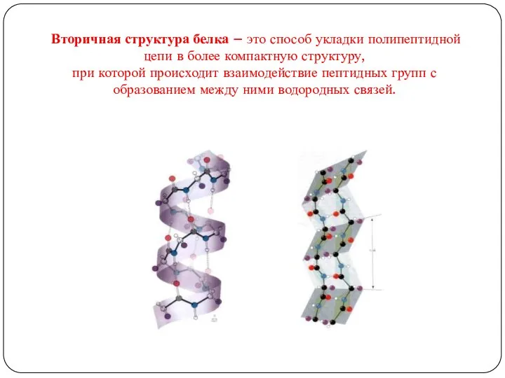 Вторичная структура белка – это способ укладки полипептидной цепи в более компактную