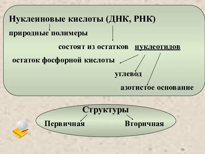 Нуклеиновые кислоты (ДНК, РНК) природные полимеры состоят из остатков нуклеотидов остаток фосфорной