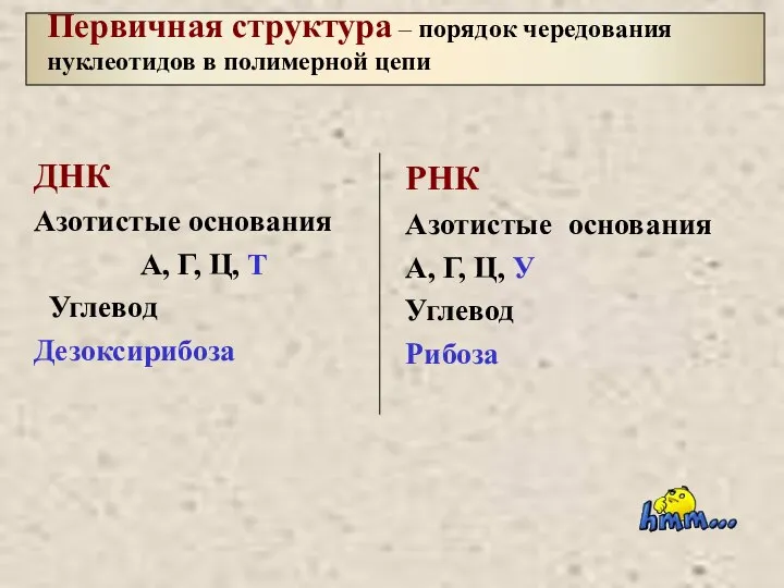 ДНК Азотистые основания А, Г, Ц, Т Углевод Дезоксирибоза Первичная структура –