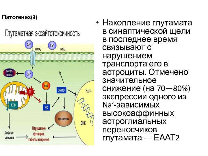 Патогенез(3) Накопление глутамата в синаптической щели в последнее время связывают с нарушением