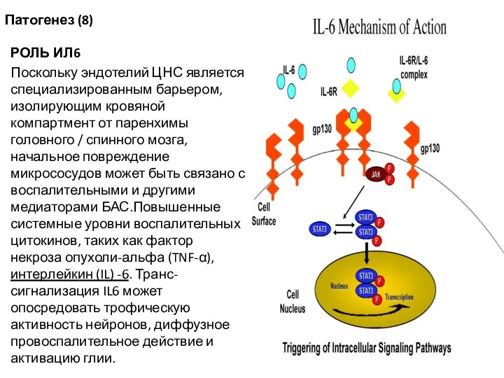 Патогенез (8) РОЛЬ ИЛ6 Поскольку эндотелий ЦНС является специализированным барьером, изолирующим кровяной