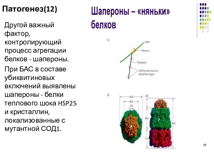 Патогенез(12) Другой важный фактор, контролирующий процесс агрегации белков - шапероны. При БАС