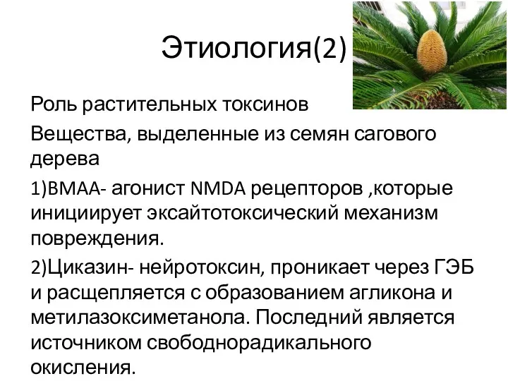 Этиология(2) Роль растительных токсинов Вещества, выделенные из семян сагового дерева 1)BMAA- агонист