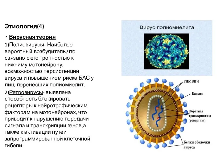Этиология(4) * Вирусная теория 1)Полиовирусы- Наиболее вероятный возбудитель,что связано с его тропностью