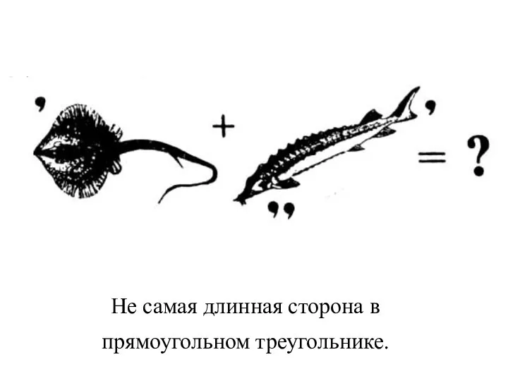 Не самая длинная сторона в прямоугольном треугольнике.