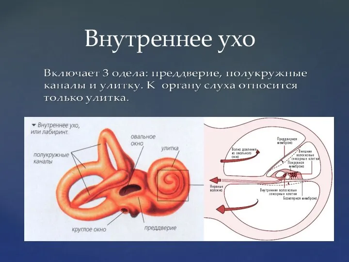 Внутреннее ухо