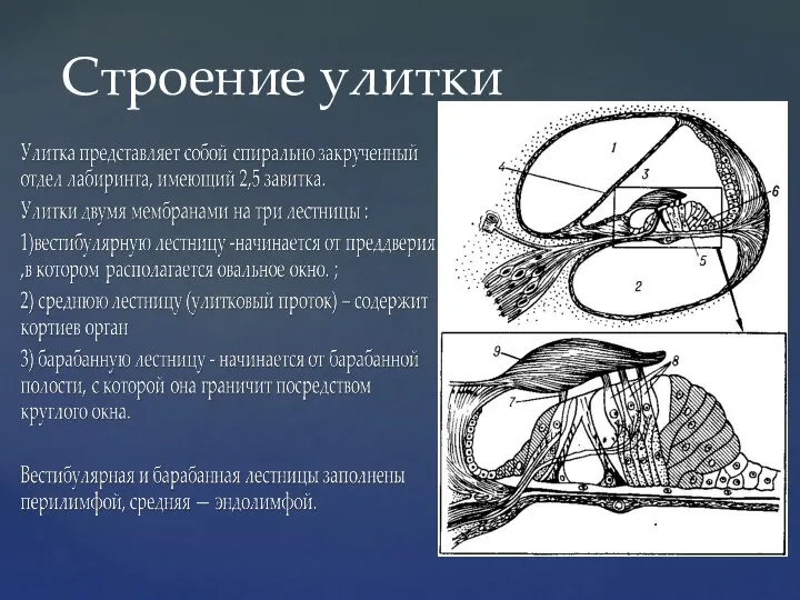 Строение улитки