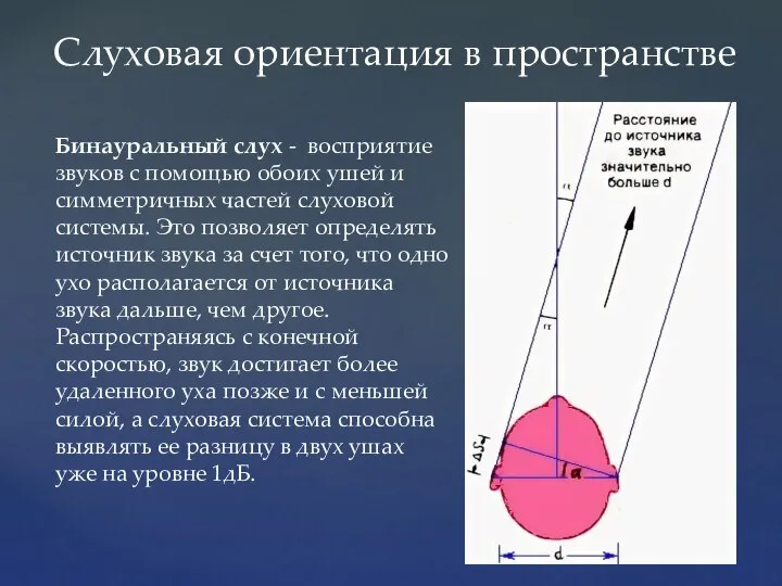 Бинауральный слух - восприятие звуков с помощью обоих ушей и симметричных частей