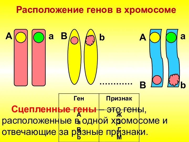 Расположение генов в хромосоме ………… А а В b А B a