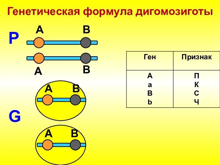 Генетическая формула дигомозиготы P А А B B G А B А B