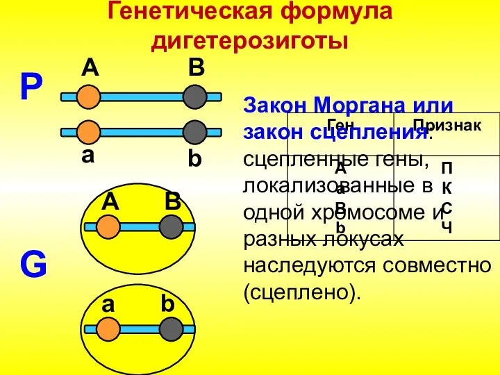 Генетическая формула дигетерозиготы P А а B b G А B a