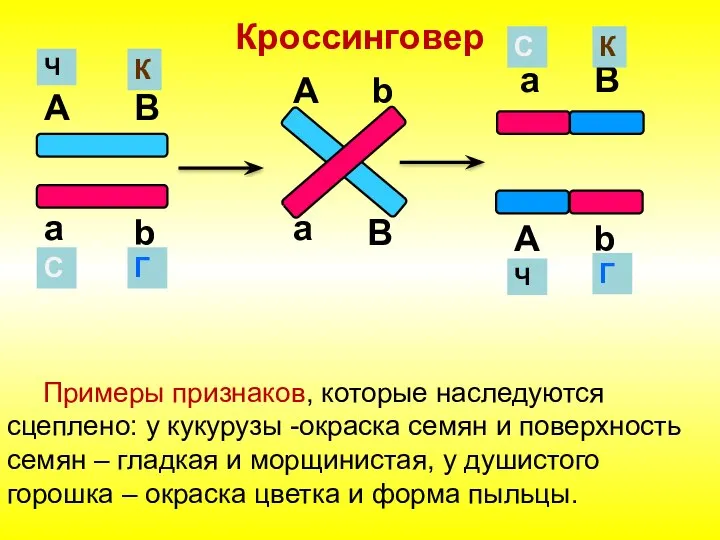 Кроссинговер А а B b А B a b С Г К