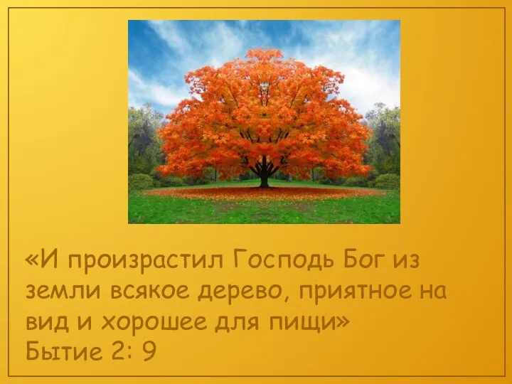 «И произрастил Господь Бог из земли всякое дерево, приятное на вид и
