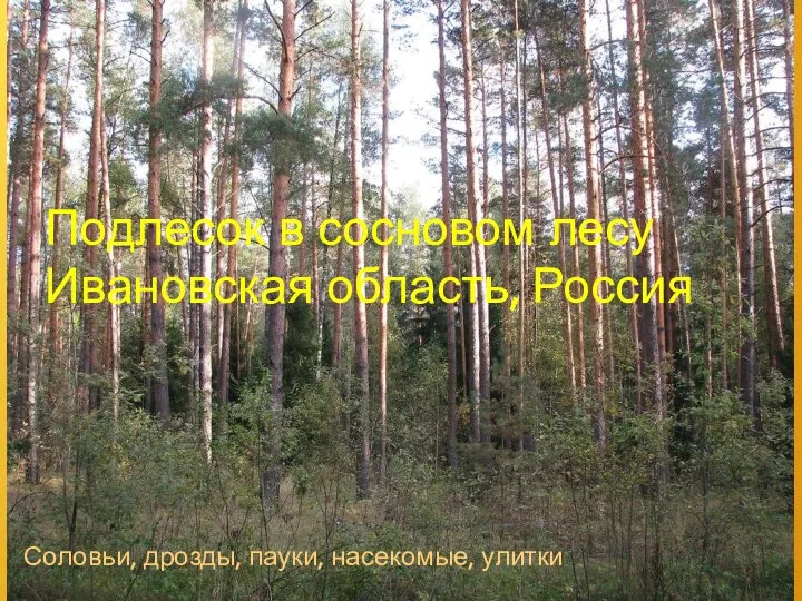 Подлесок в сосновом лесу Ивановская область, Россия Соловьи, дрозды, пауки, насекомые, улитки
