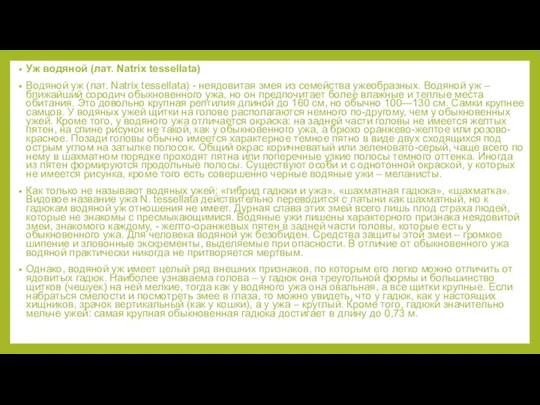 Уж водяной (лат. Natrix tessellata) Водяной уж (лат. Natrix tessellata) - неядовитая
