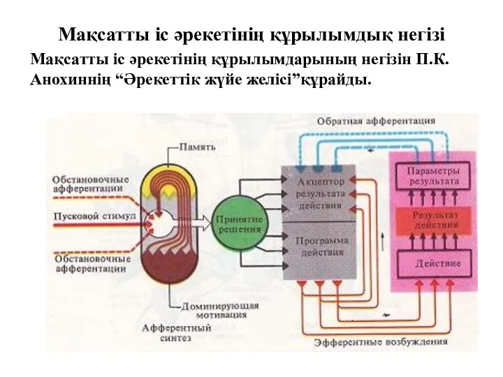 Мақсатты іс әрекетінің құрылымдық негізі Мақсатты іс әрекетінің құрылымдарының негізін П.К.Анохиннің “Әрекеттік жүйе желісі”құрайды.