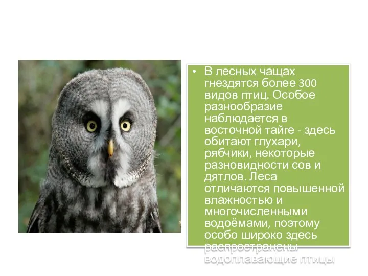 В лесных чащах гнездятся более 300 видов птиц. Особое разнообразие наблюдается в