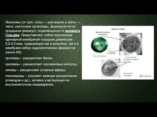 Лизосомы (от греч. λύσις — растворяю и sōma — тело), клеточные органоиды,