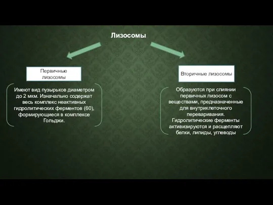 Первичные лизосомы Имеют вид пузырьков диаметром до 2 мкм. Изначально содержат весь