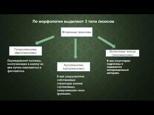 Вторичные лизосомы Гетеролизосомы (фаголизосомы) Переваривают частицы, поступающие в клетку из вне путем