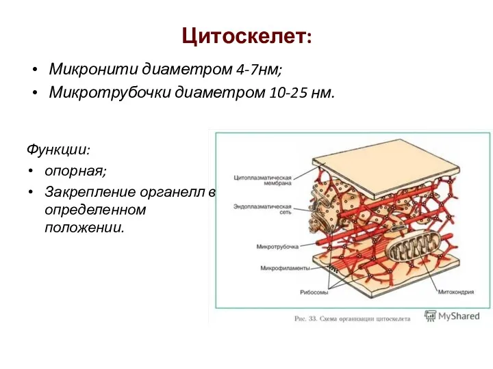 Цитоскелет: Микронити диаметром 4-7нм; Микротрубочки диаметром 10-25 нм. Функции: опорная; Закрепление органелл в определенном положении.