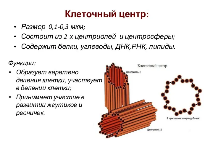 Клеточный центр: Размер 0,1-0,3 мкм; Состоит из 2-х центриолей и центросферы; Содержит