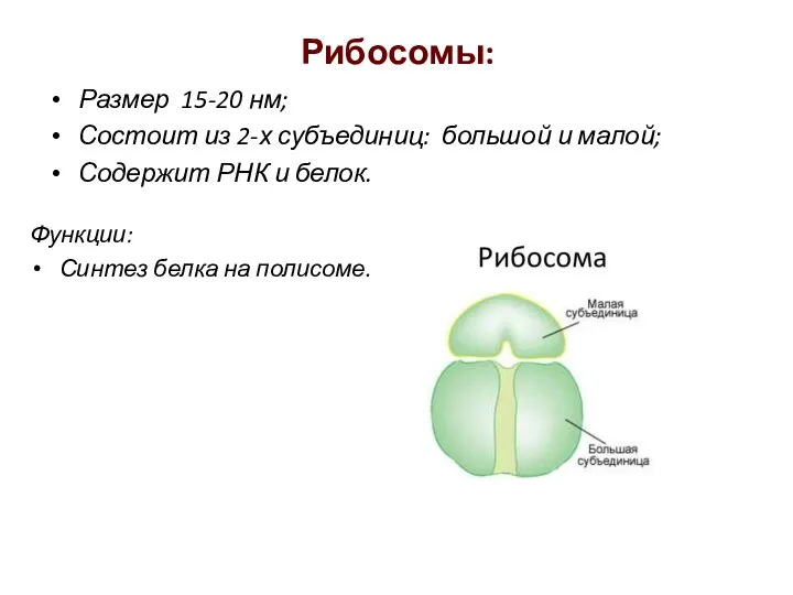 Рибосомы: Размер 15-20 нм; Состоит из 2-х субъединиц: большой и малой; Содержит