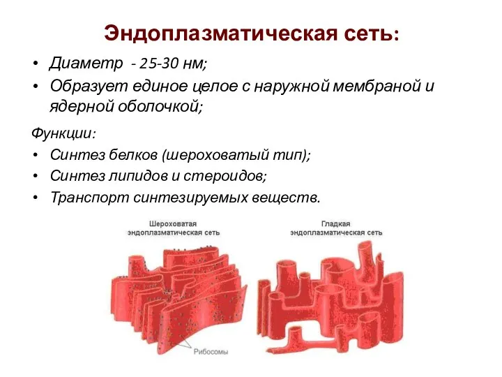 Эндоплазматическая сеть: Диаметр - 25-30 нм; Образует единое целое с наружной мембраной